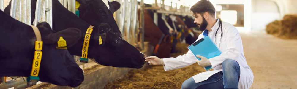 Farmer checks on his cows