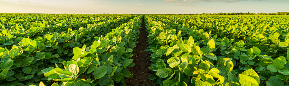 Large, healthy plants in a field