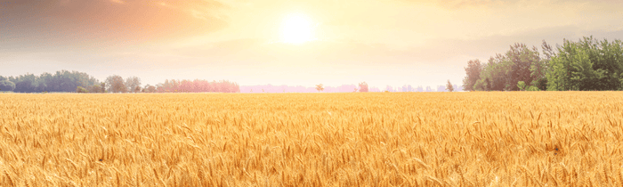 Healthy wheat field